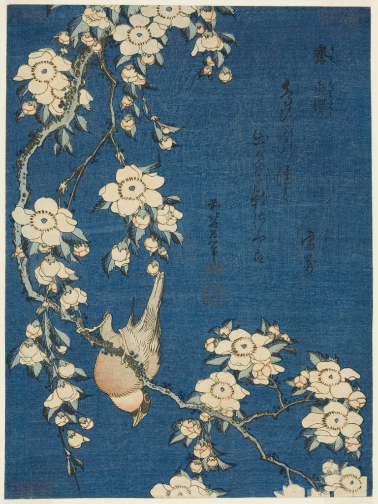 HOKUSAI Katsushika - Bullfinch and weeping cherry blossoms